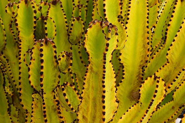 Free download agave agave leaves cactus spur free picture to be edited with GIMP free online image editor