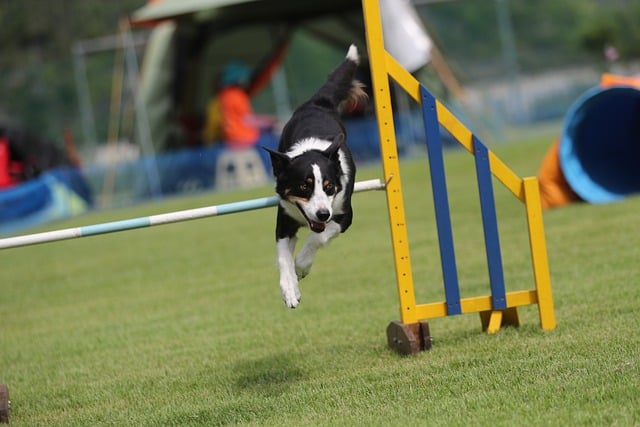 Free download agility border collie hurdle free picture to be edited with GIMP free online image editor