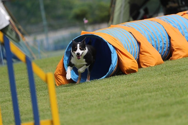 Free download agility border collie tunnel free picture to be edited with GIMP free online image editor