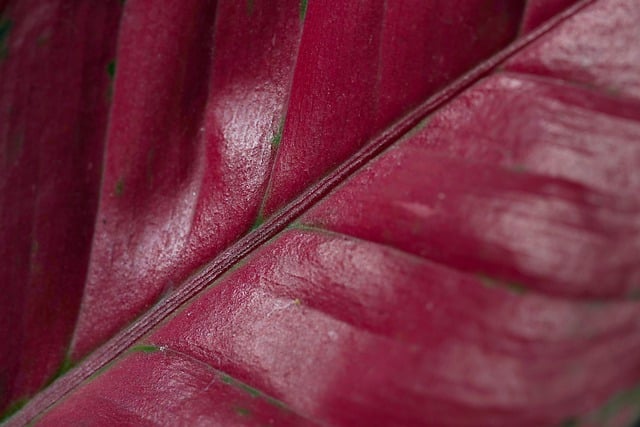 Free download aglaonema leaf goliage nature free picture to be edited with GIMP free online image editor