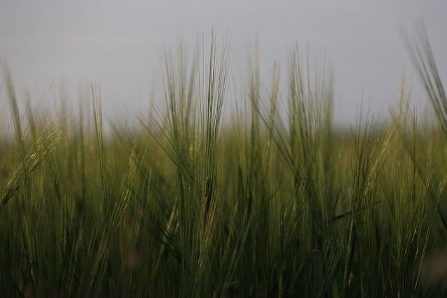 Free download agriculture barley wheat field free picture to be edited with GIMP free online image editor