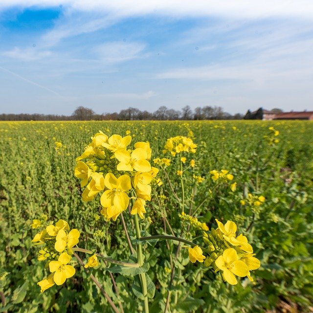 Free download Agriculture Oilseed Rape Crop -  free photo or picture to be edited with GIMP online image editor