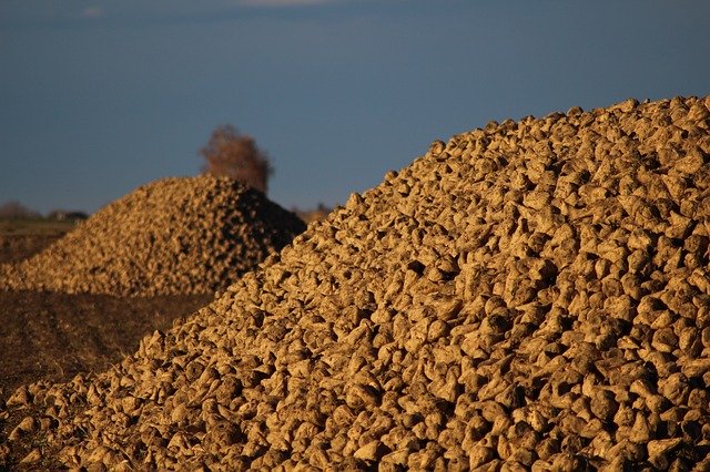 Free download Agriculture Sugar Beet Arable -  free photo or picture to be edited with GIMP online image editor