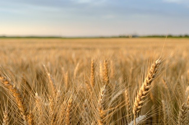 Free download agriculture wheat crop field free picture to be edited with GIMP free online image editor