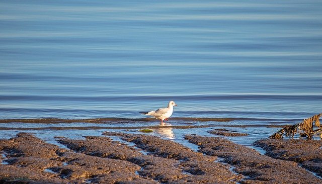 Free download Agua Bird Nature -  free photo or picture to be edited with GIMP online image editor