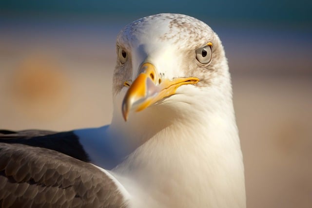 Free download ai generated bird gull seagull free picture to be edited with GIMP free online image editor