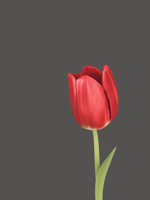 Free download ai generated tulip flower red tulip free picture to be edited with GIMP free online image editor