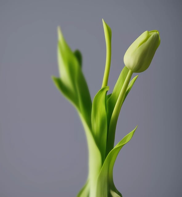 Free download ai generated tulip plant flower bud free picture to be edited with GIMP free online image editor