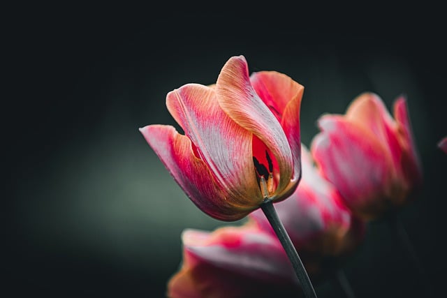 Free download ai generated tulips pink flowers free picture to be edited with GIMP free online image editor