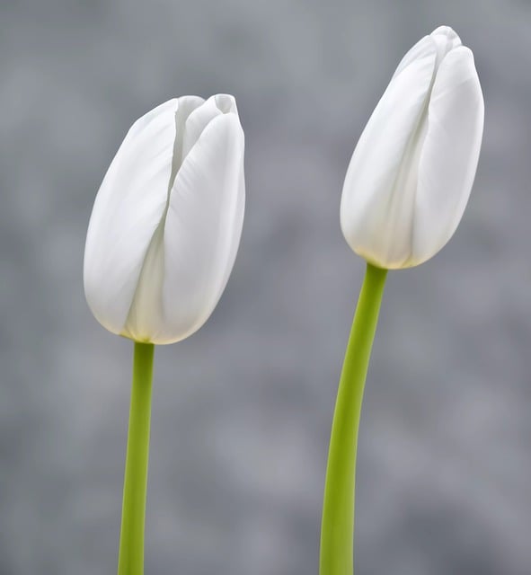 Free download ai generated white tulips tulips free picture to be edited with GIMP free online image editor