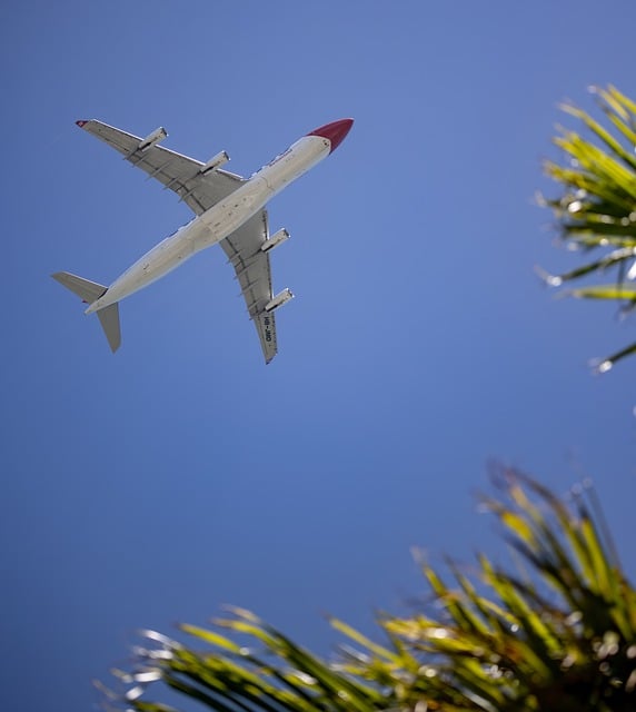 Free download aircraft palm tree take off free picture to be edited with GIMP free online image editor