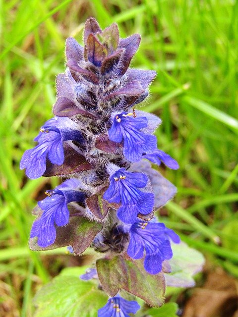 تنزيل Ajuga Günsel Medicinal Plant مجانًا - صورة أو صورة مجانية ليتم تحريرها باستخدام محرر الصور GIMP عبر الإنترنت