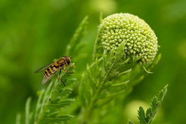 Free download alaus insect yarrow nature garden free picture to be edited with GIMP free online image editor