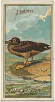 Free download Albatross, from the Birds of America series (N4) for Allen & Ginter Cigarettes Brands free photo or picture to be edited with GIMP online image editor