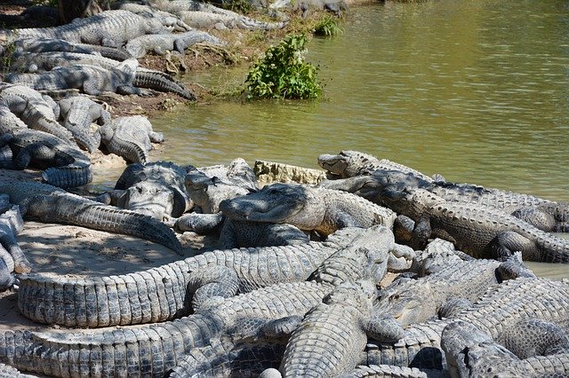 Free download Alligators Wild Crocodile -  free photo or picture to be edited with GIMP online image editor