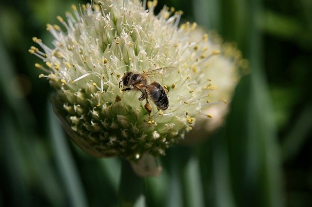 Free download allium allium fistulosum l bee free picture to be edited with GIMP free online image editor