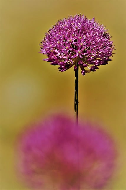 Free download allium flower plant free picture to be edited with GIMP free online image editor