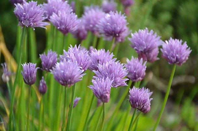 Free download Allium Herb Schoenoprasum -  free photo or picture to be edited with GIMP online image editor