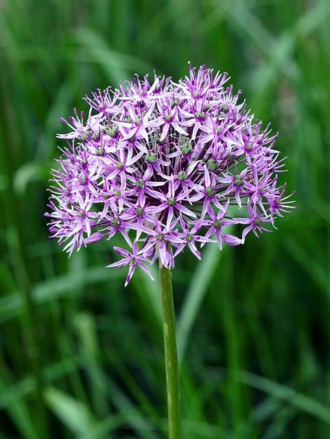 Free download allium ornamental onion free picture to be edited with GIMP free online image editor