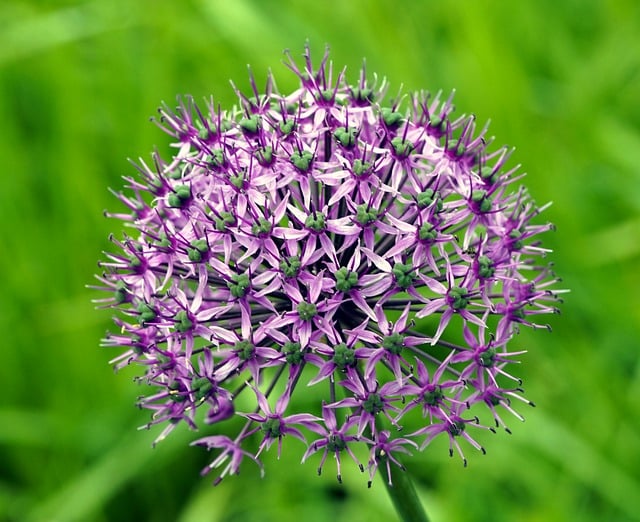 Free download allium ornamental onion ball leek free picture to be edited with GIMP free online image editor