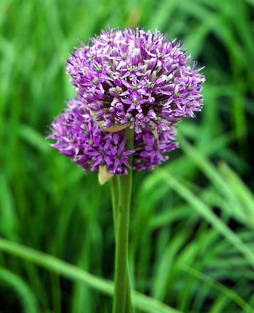 Free download Allium Ornamental Onion Blossom -  free photo or picture to be edited with GIMP online image editor