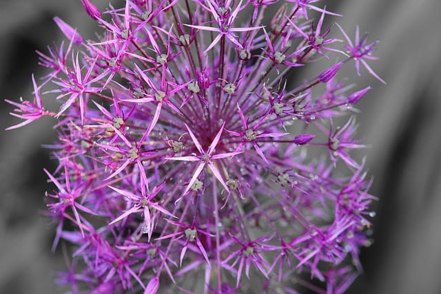 Free download allium ornamental onion leek free picture to be edited with GIMP free online image editor