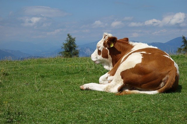 Free download Alm Cow Agriculture -  free photo or picture to be edited with GIMP online image editor