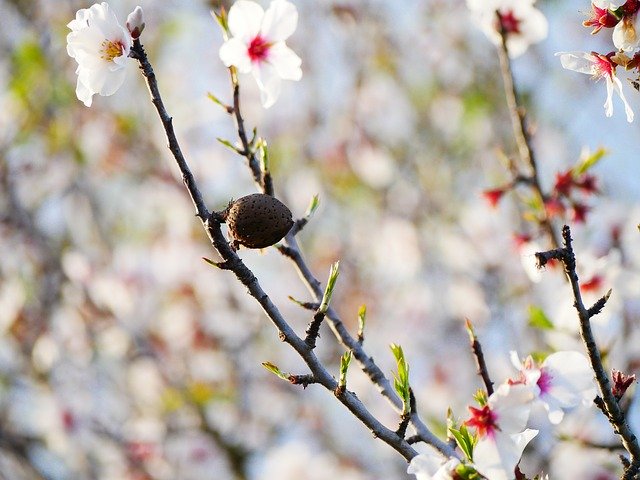 Free download Almond Blossom February -  free photo or picture to be edited with GIMP online image editor
