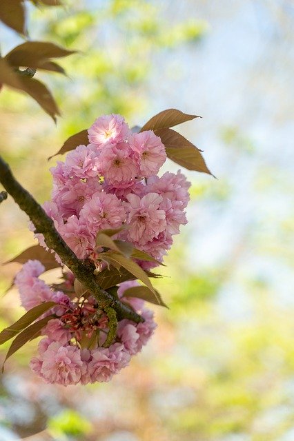 Free download Almond Blossom Pink Spring -  free photo or picture to be edited with GIMP online image editor