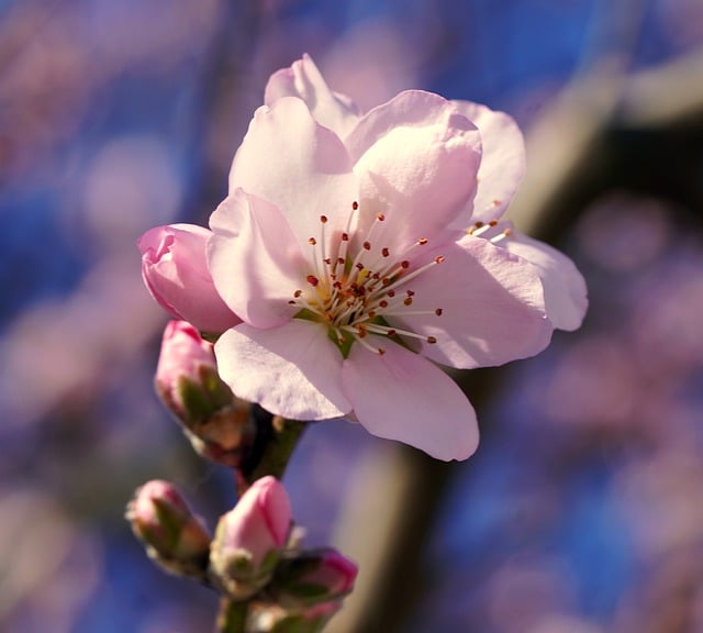 Free download almond blossoms pink flowers flowers free picture to be edited with GIMP free online image editor