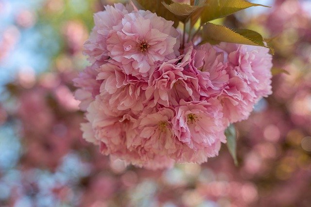 Free download Almond Blossom Spring Flowers -  free photo or picture to be edited with GIMP online image editor