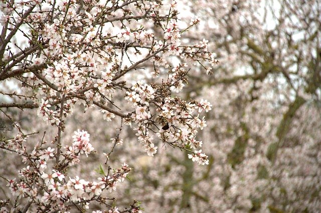 Free download Almond Blossom Tree Mallorca -  free photo or picture to be edited with GIMP online image editor