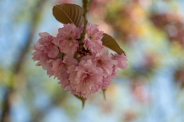 Free download Almond Blossom Tree Pink -  free photo or picture to be edited with GIMP online image editor