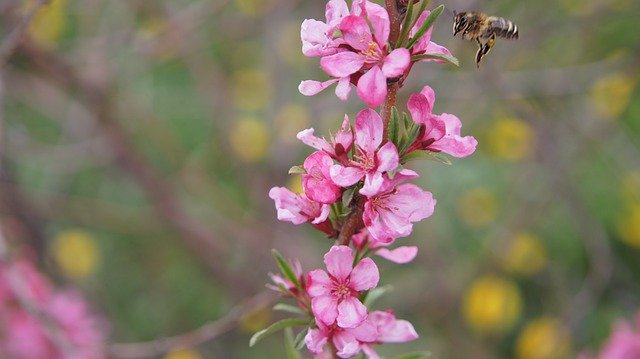 Free download Almond Flower Bee -  free photo or picture to be edited with GIMP online image editor