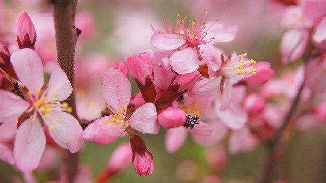 Free download Almond Flower Bush -  free photo or picture to be edited with GIMP online image editor