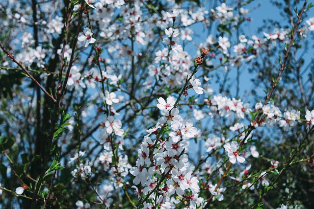 Free download almond flowers nature blue sky free picture to be edited with GIMP free online image editor