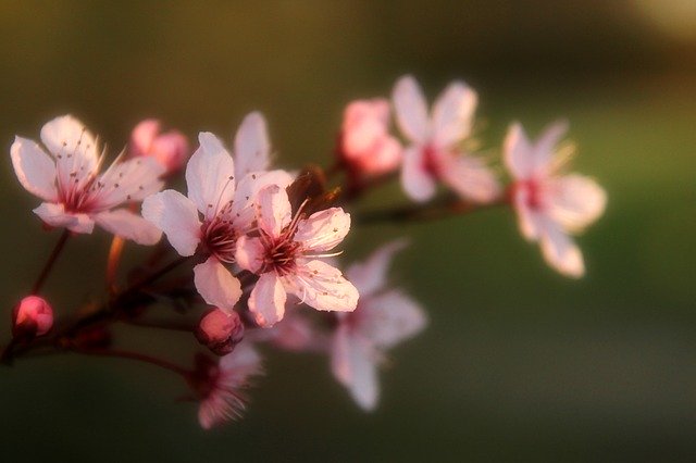 Free download Almond Flowers Spring -  free photo or picture to be edited with GIMP online image editor