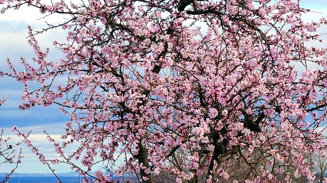 Free download Almond Tree Blossom Bloom -  free photo or picture to be edited with GIMP online image editor