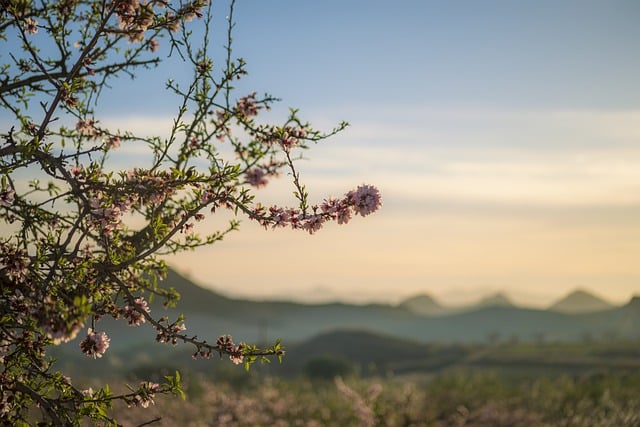 Free download almond tree flower blossom nature free picture to be edited with GIMP free online image editor