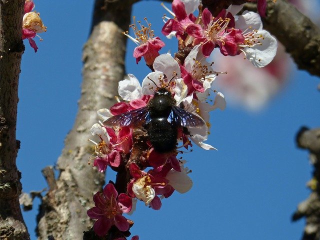 Free download Almond Tree Flower Drone -  free photo or picture to be edited with GIMP online image editor