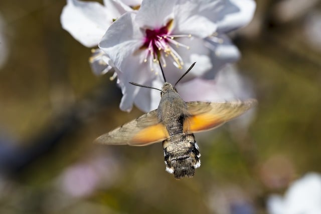 Free download almond tree flower flora bumblebee free picture to be edited with GIMP free online image editor