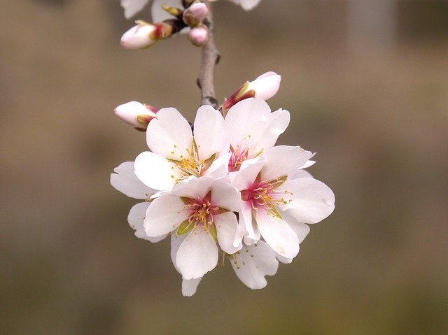 Free download Almond Tree Flower In -  free photo or picture to be edited with GIMP online image editor