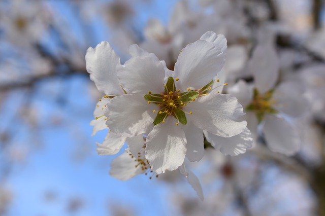 Free download Almond Trees Tree Flower -  free photo or picture to be edited with GIMP online image editor