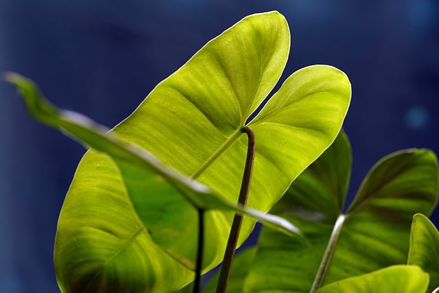 Free download alocasia leaves plant flora nature free picture to be edited with GIMP free online image editor