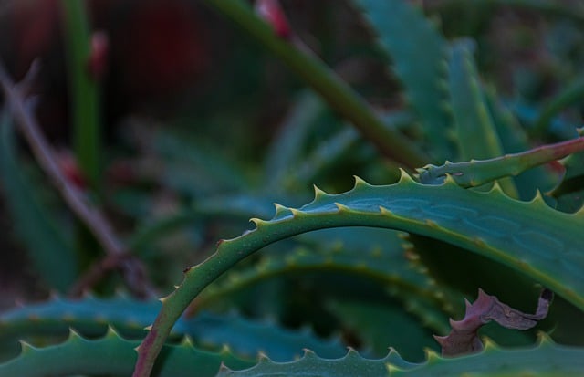 Free download aloe flowering aloe succulent free picture to be edited with GIMP free online image editor