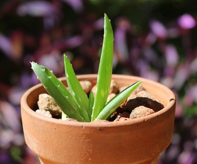 Free download Aloe Vera Succulent Medicinal -  free photo or picture to be edited with GIMP online image editor