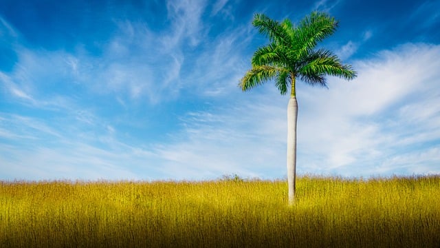 Free download alone tree palm royal grass free picture to be edited with GIMP free online image editor