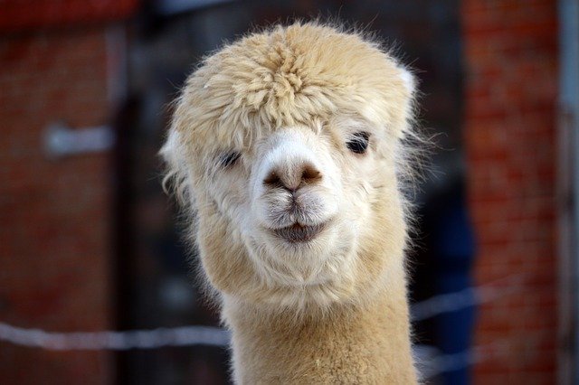 Free download Alpaca Animal -  free photo or picture to be edited with GIMP online image editor