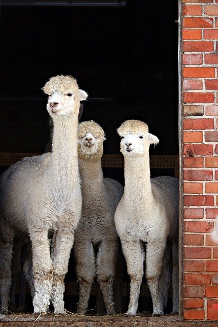 Download gratuito Alpaca Animal Stall - foto o immagine gratuita da modificare con l'editor di immagini online GIMP