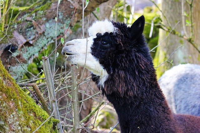 Free download Alpaca Black Animal -  free photo or picture to be edited with GIMP online image editor